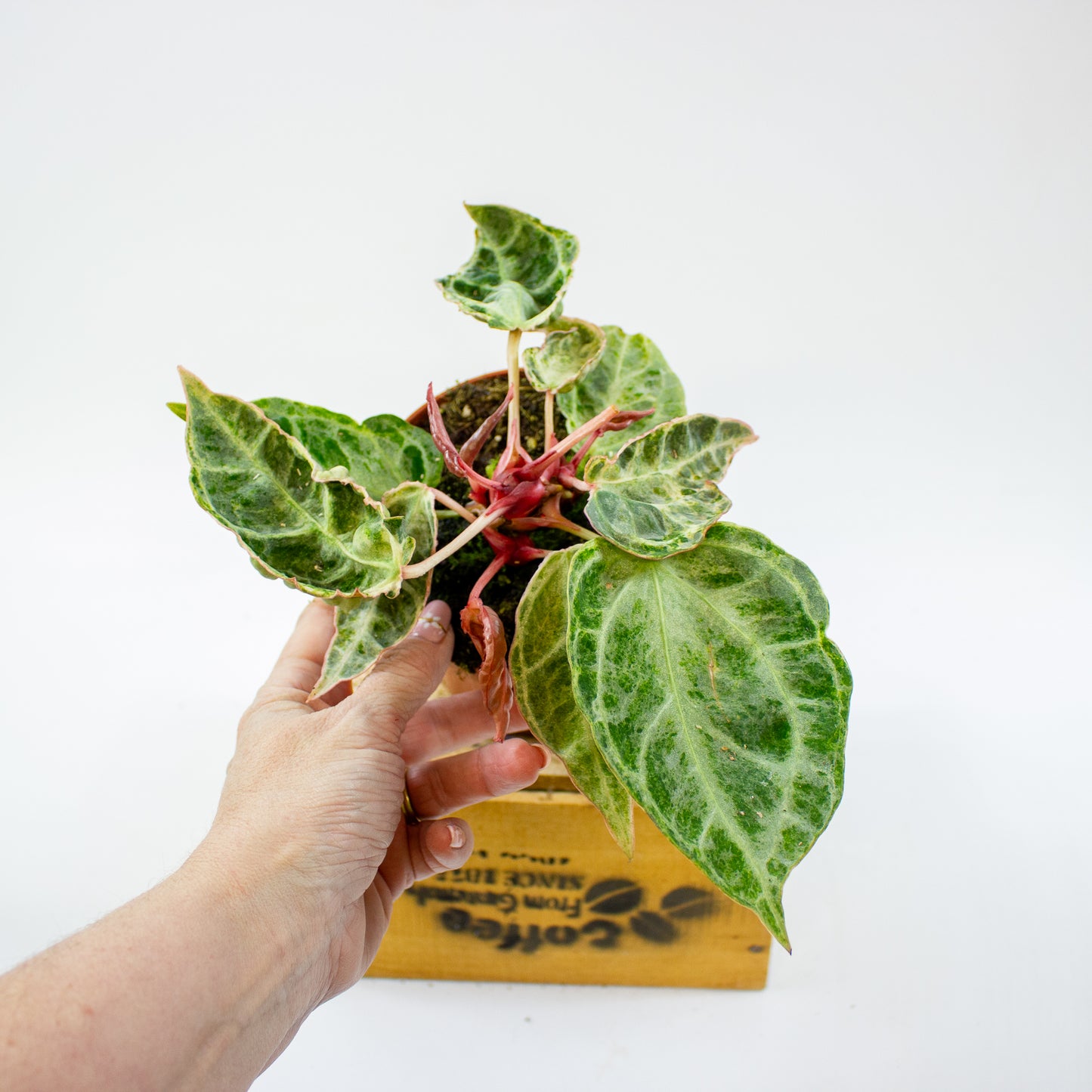 Anthurium Silver Blush MINT 12cm H25cm