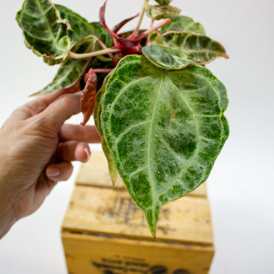 Anthurium Silver Blush MINT 12cm H25cm