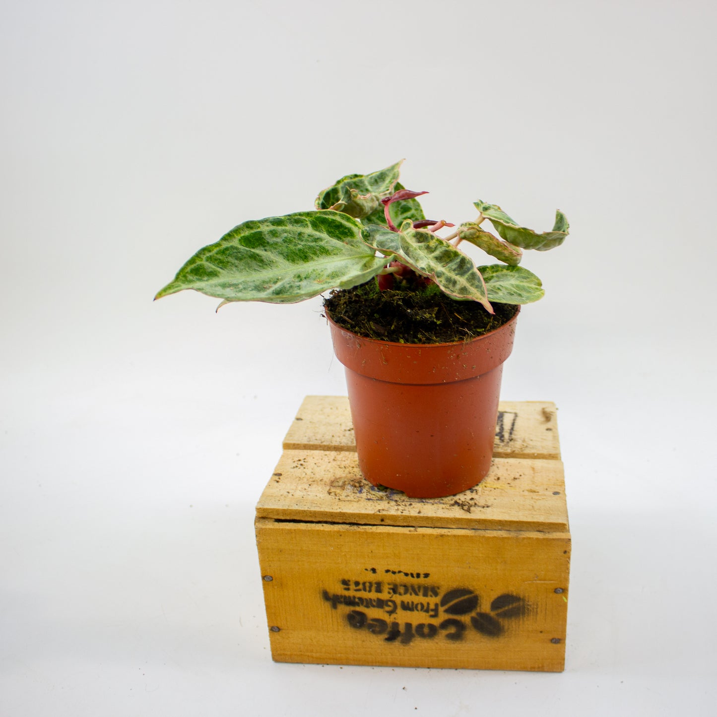 Anthurium Silver Blush MINT 12cm H25cm