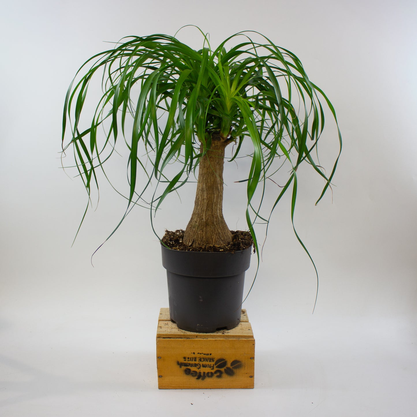 Beaucarnea recurvata 19cm H70cm