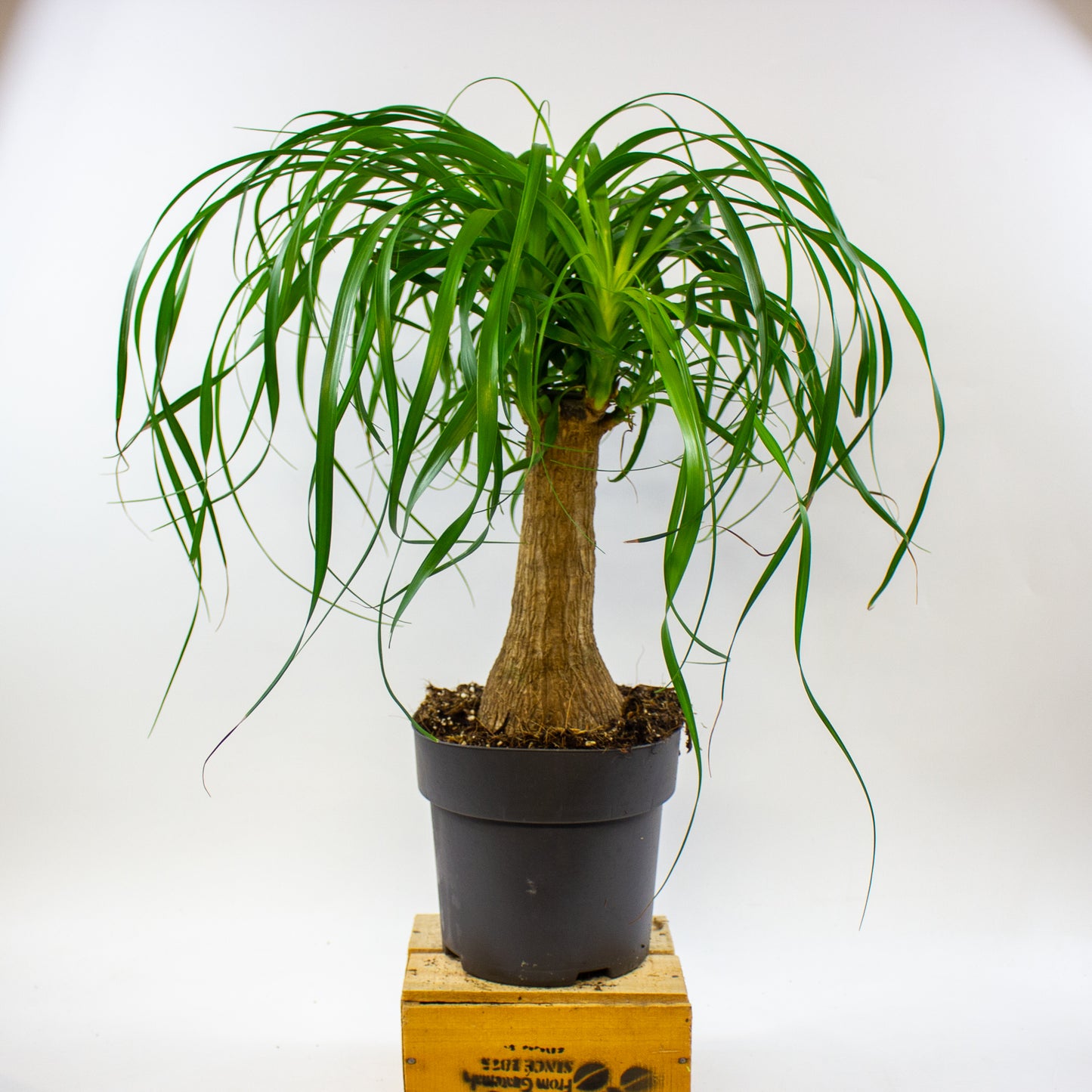 Beaucarnea recurvata 19cm H70cm