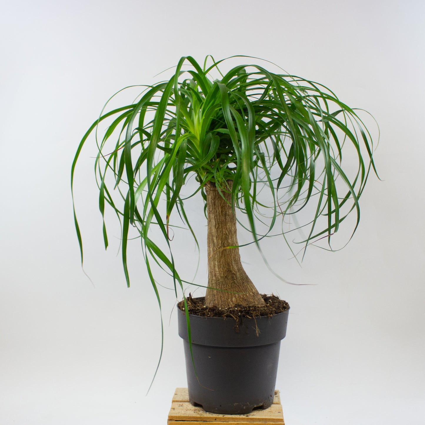 Beaucarnea recurvata 19cm H70cm