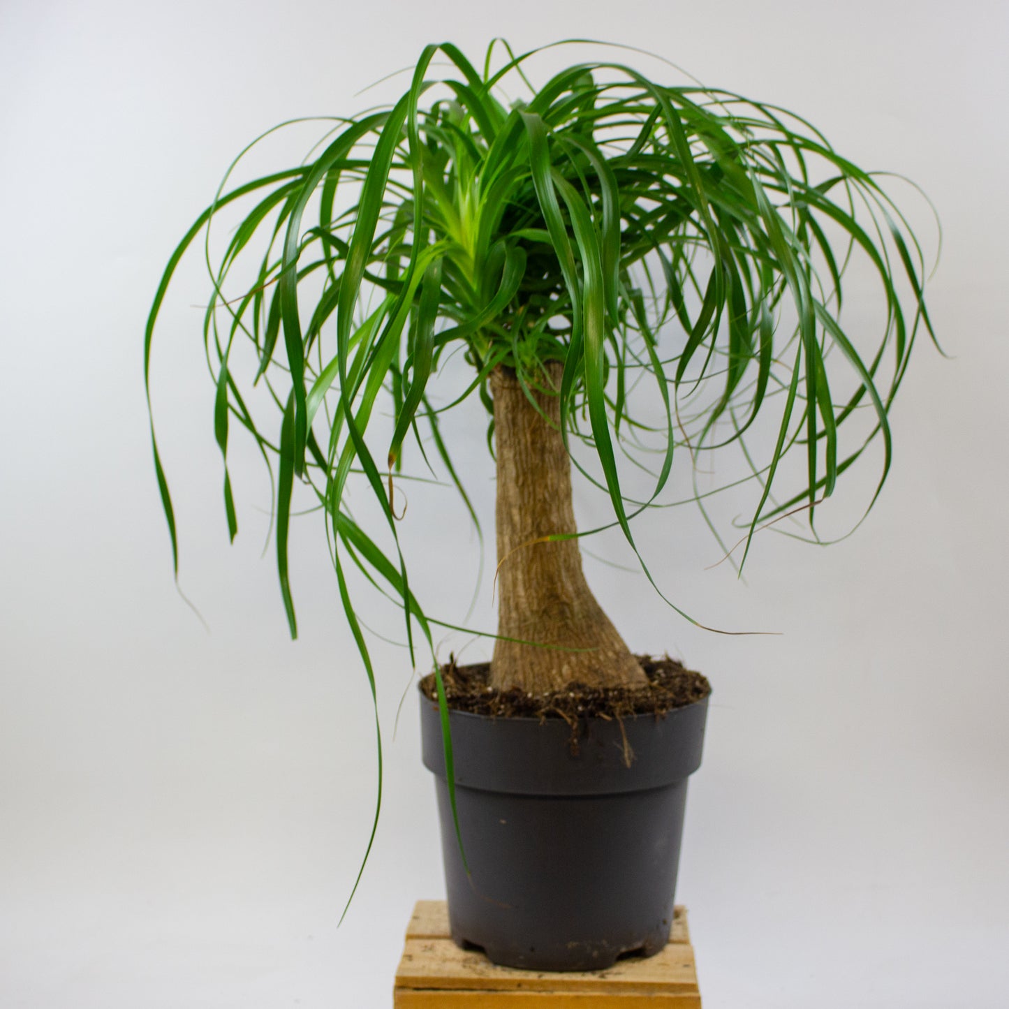 Beaucarnea recurvata 19cm H70cm