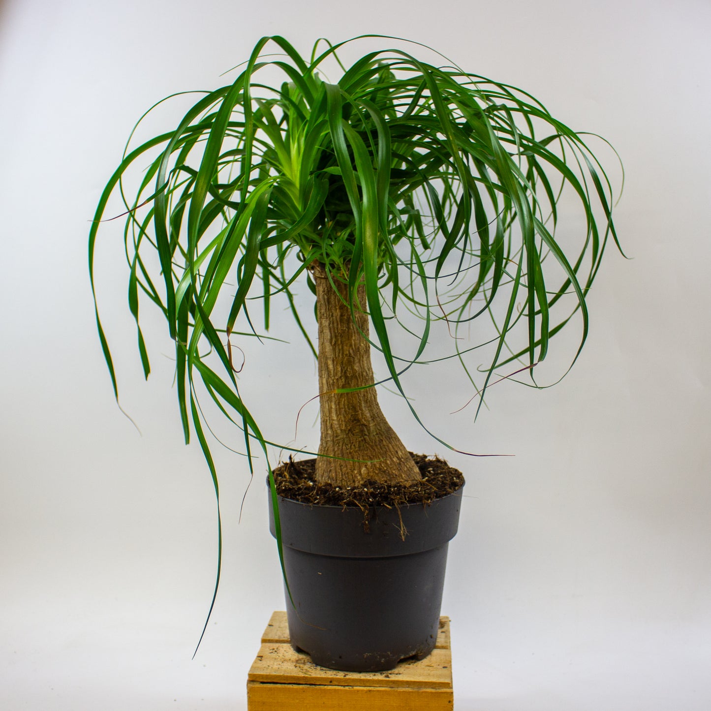Beaucarnea recurvata 19cm H70cm