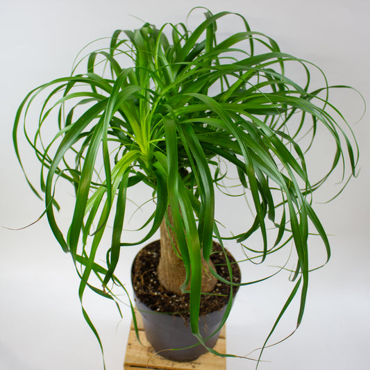Beaucarnea recurvata 19cm H70cm
