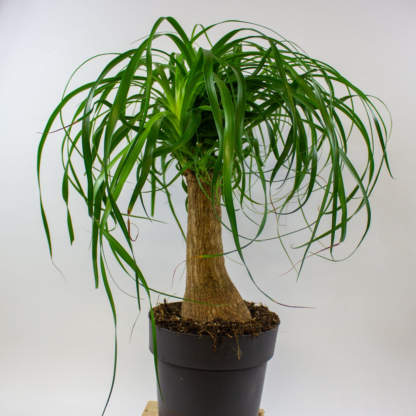 Beaucarnea recurvata 19cm H70cm