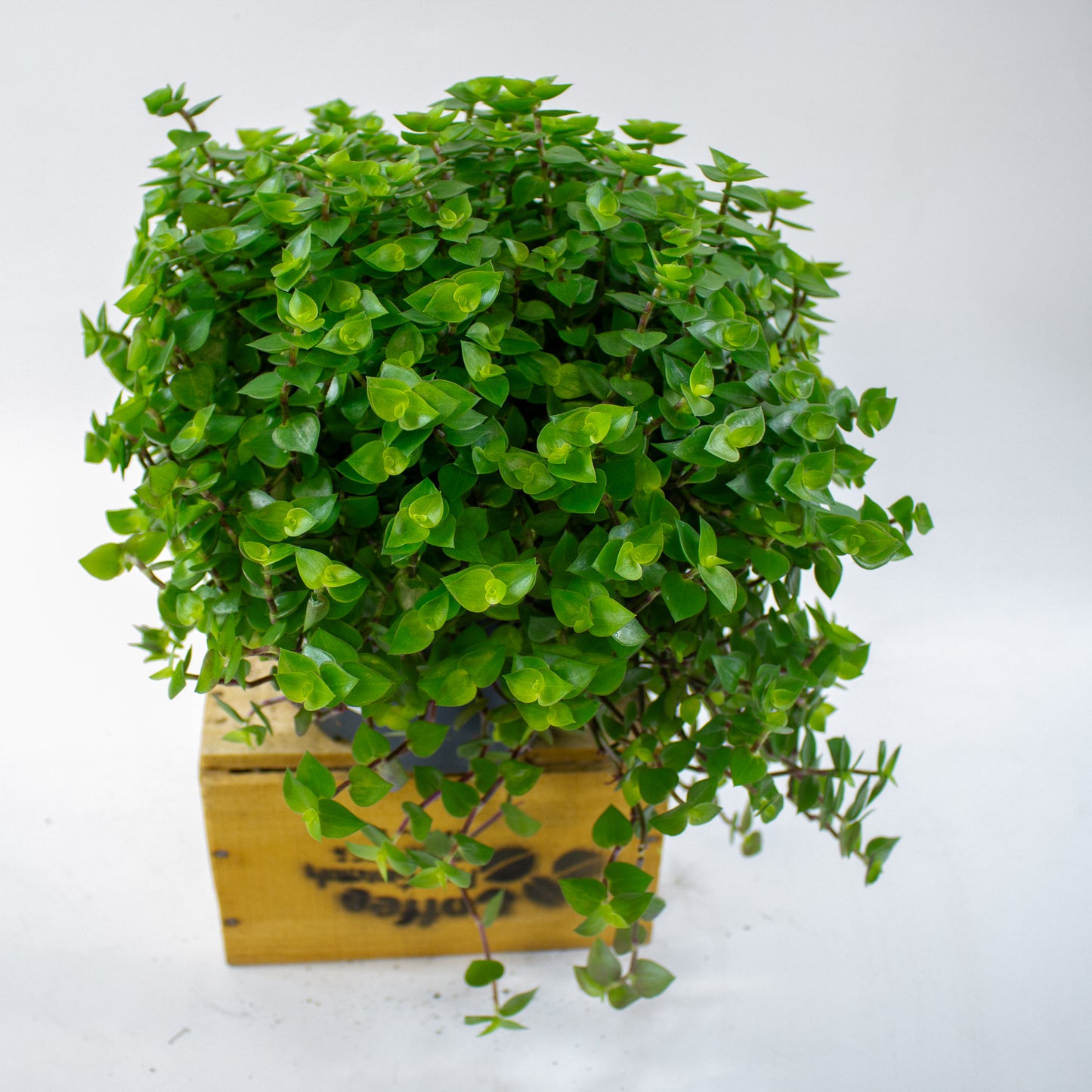 Callisia repens 19cm H35cm