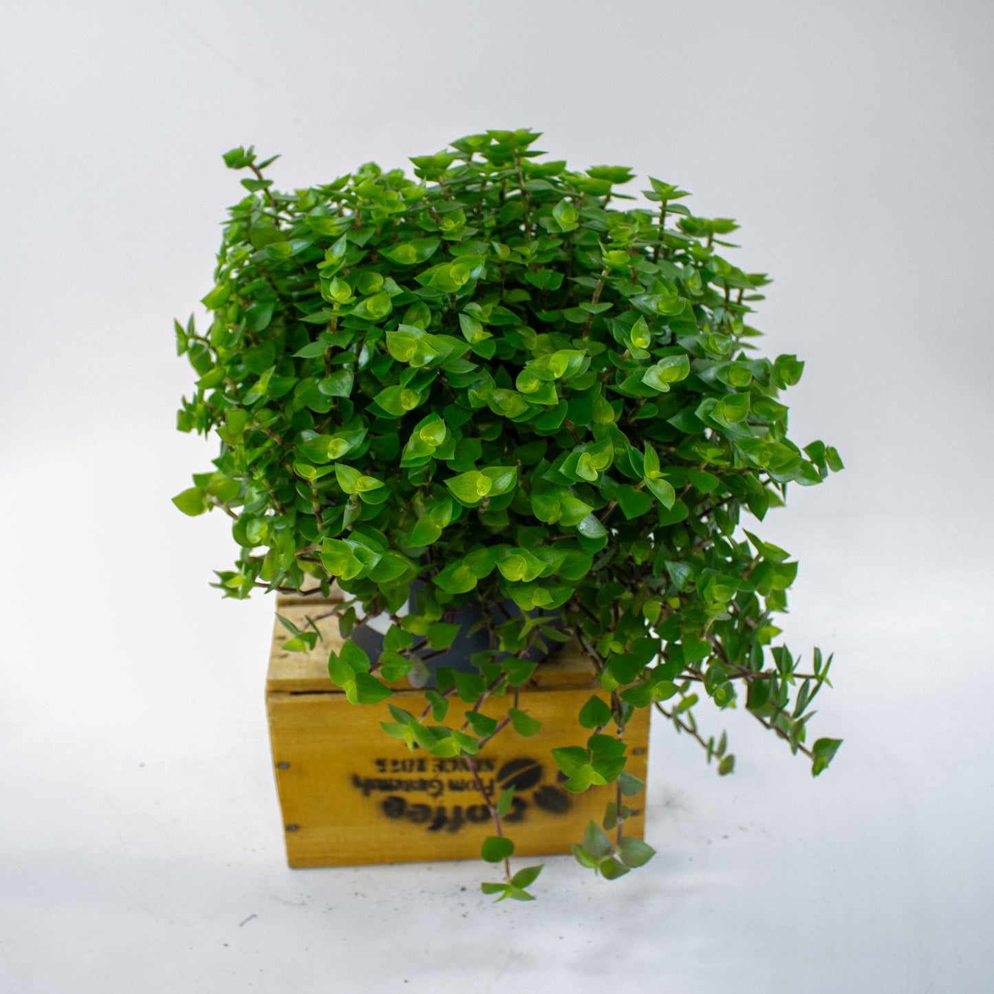 Callisia repens 19cm H35cm