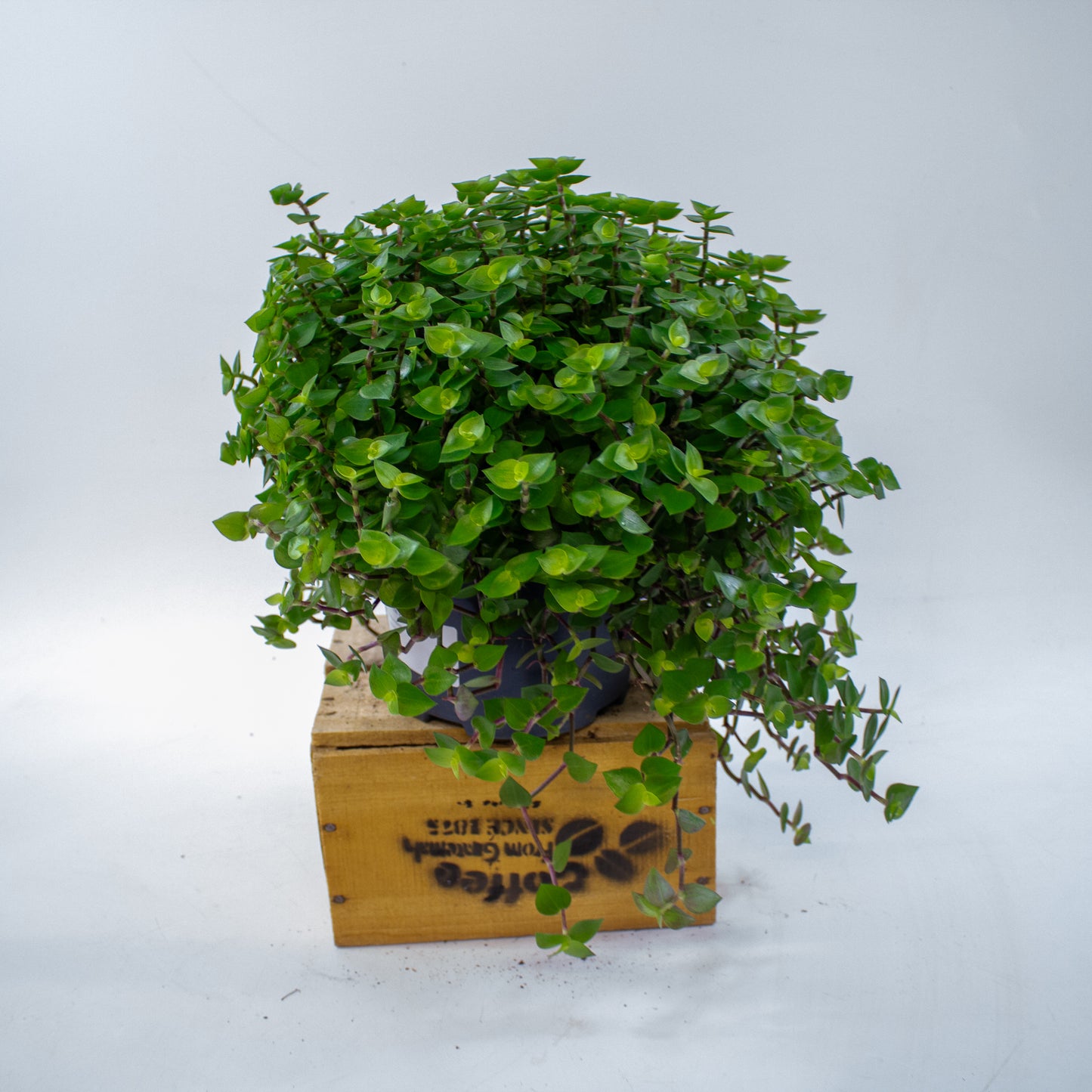 Callisia repens 19cm H35cm
