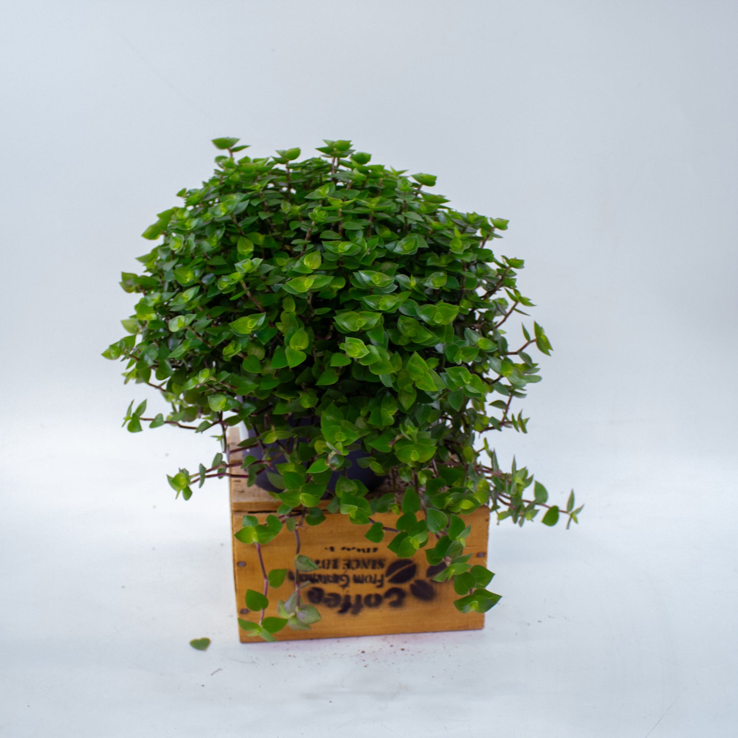 Callisia repens 19cm H35cm