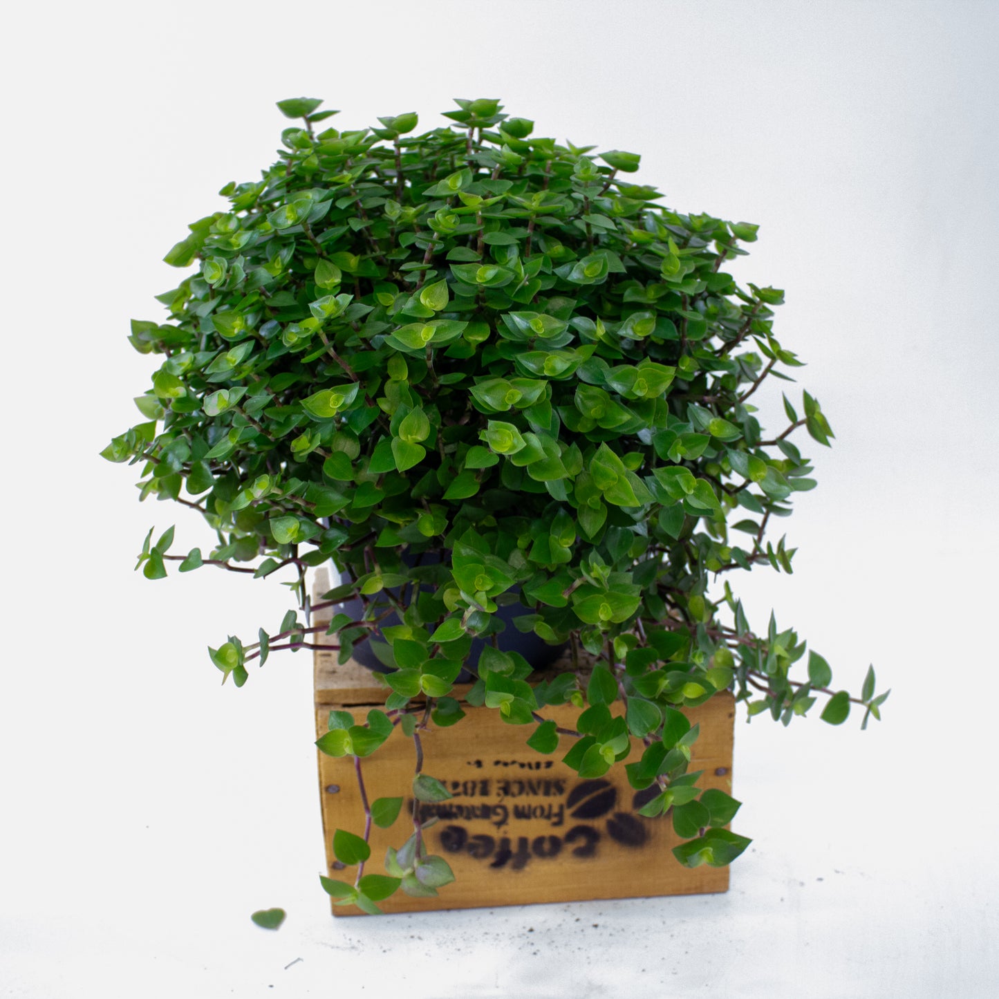 Callisia repens 19cm H35cm