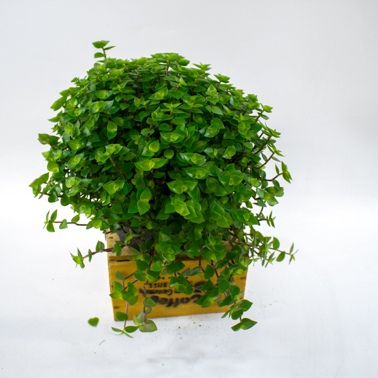 Callisia repens 19cm H35cm