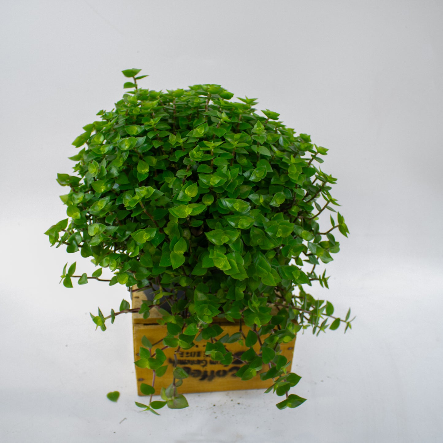 Callisia repens 19cm H35cm