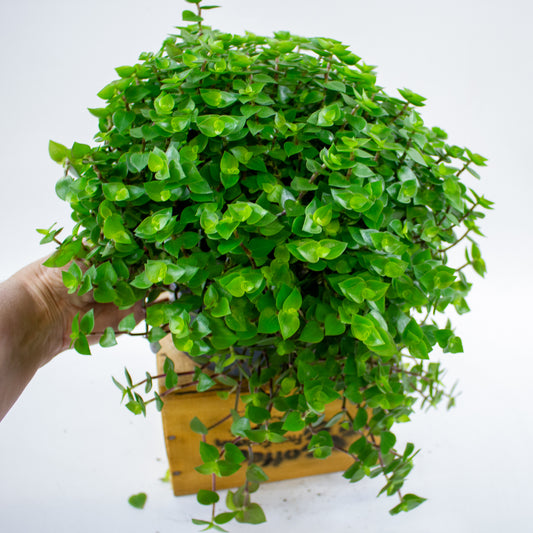 Callisia repens 19cm H35cm