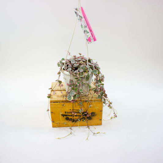 Ceropegia woodii Variegata 14cm H70cm