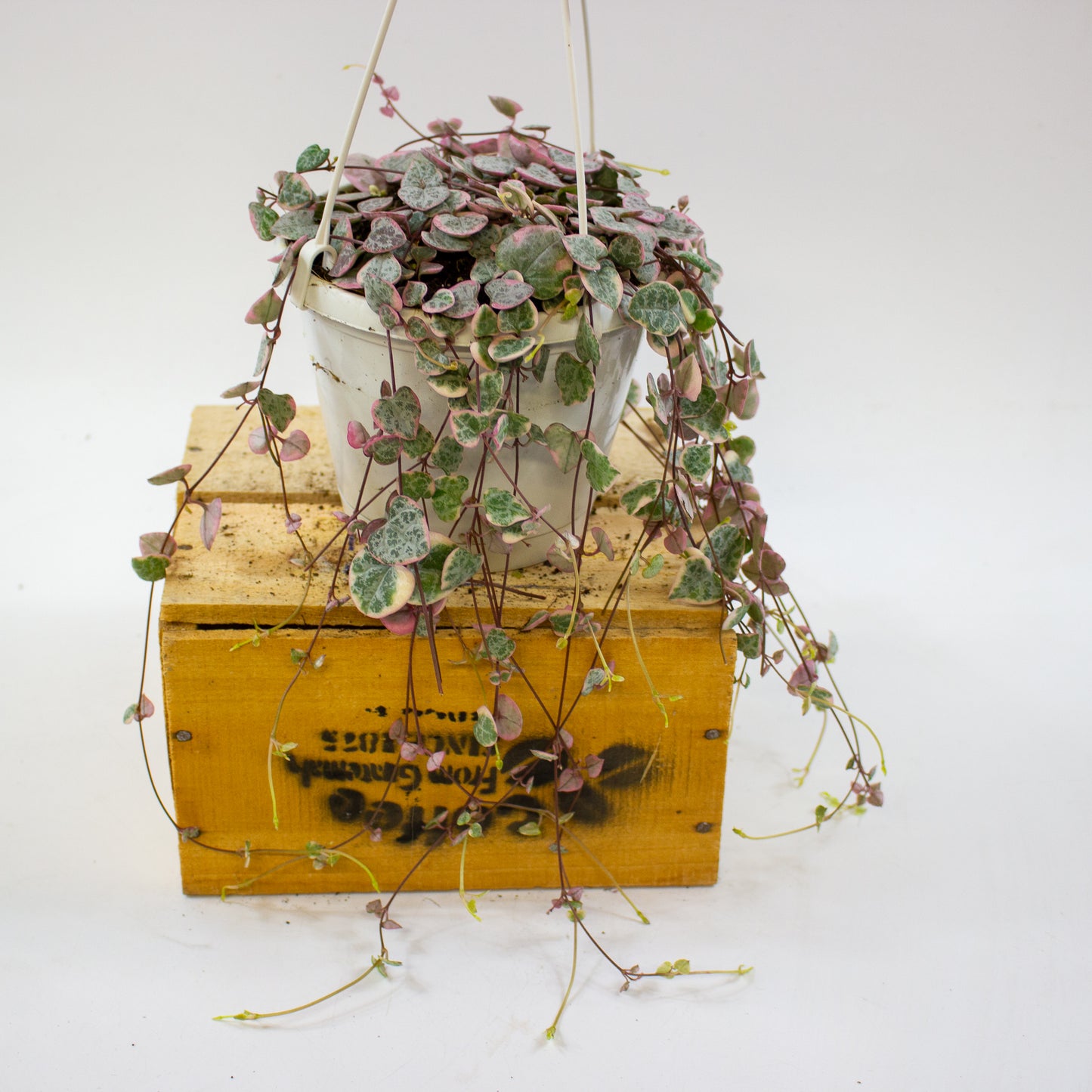 Ceropegia woodii Variegata 14cm H70cm