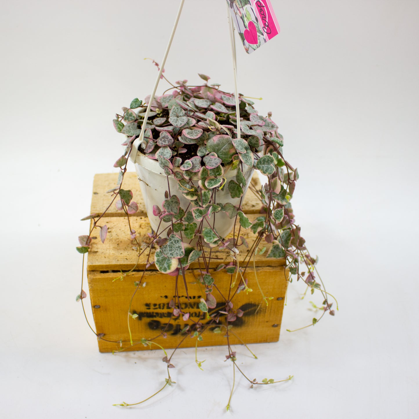 Ceropegia woodii Variegata 14cm H70cm