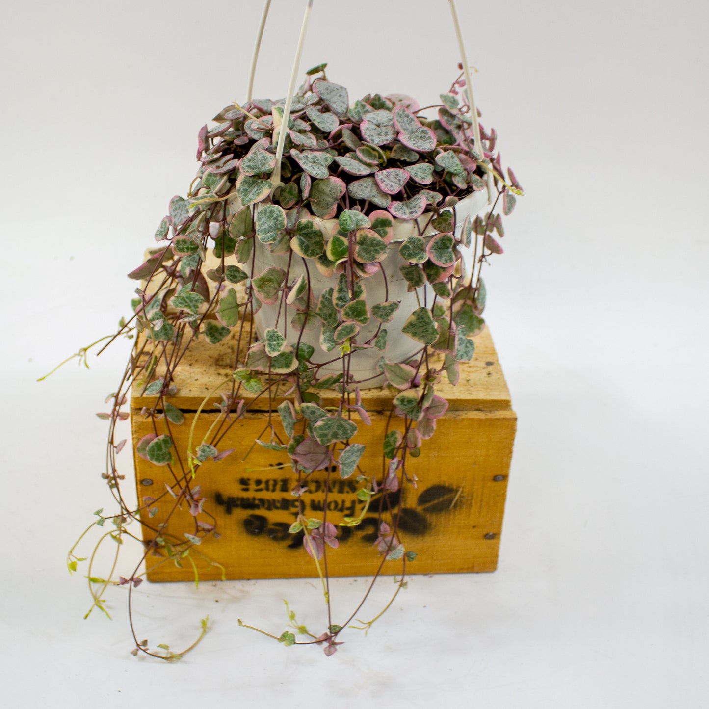 Ceropegia woodii Variegata 14cm H70cm