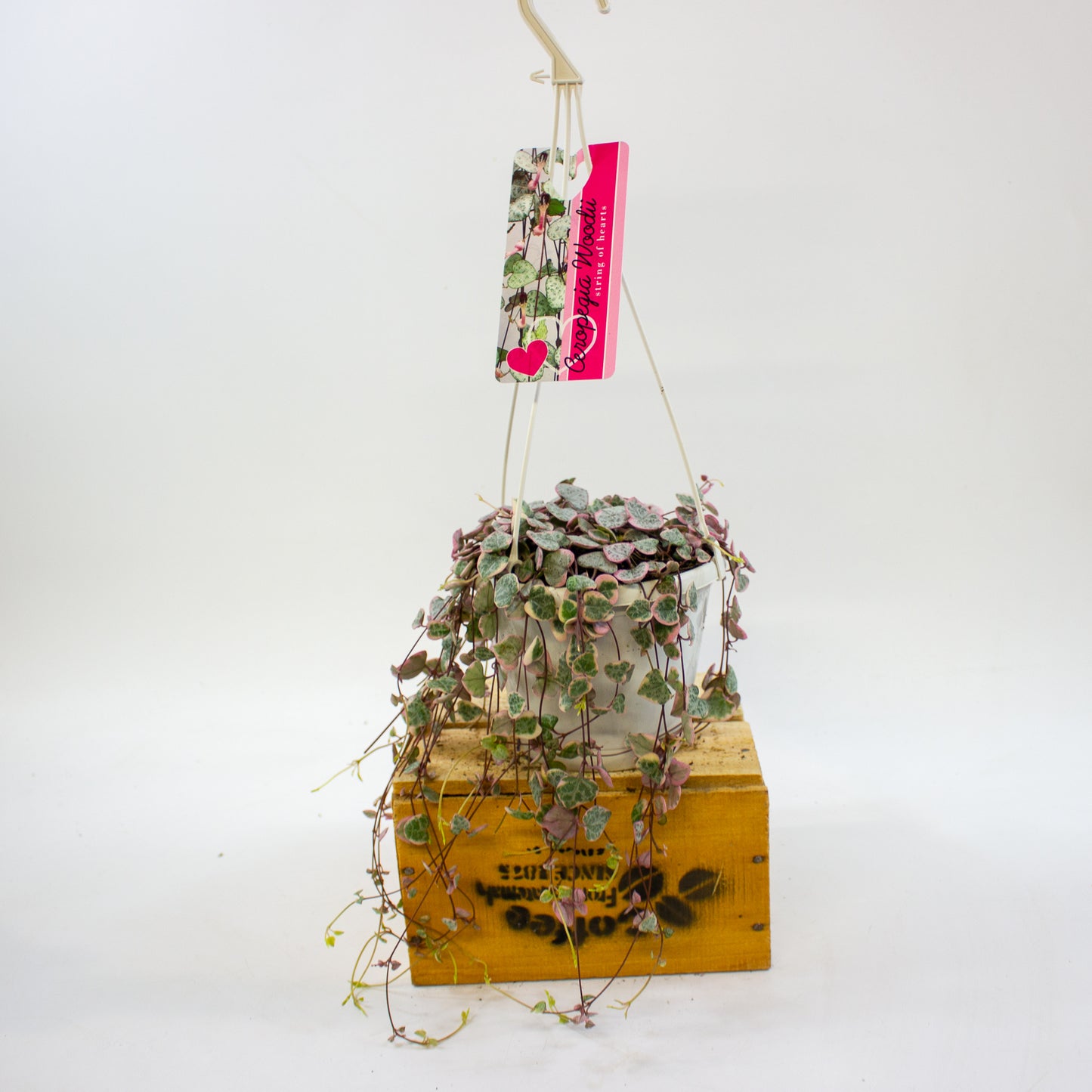 Ceropegia woodii Variegata 14cm H70cm