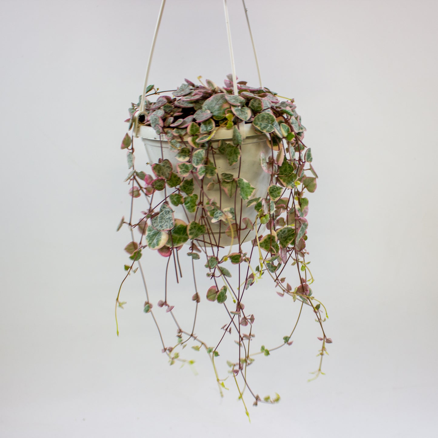 Ceropegia woodii Variegata 14cm H70cm