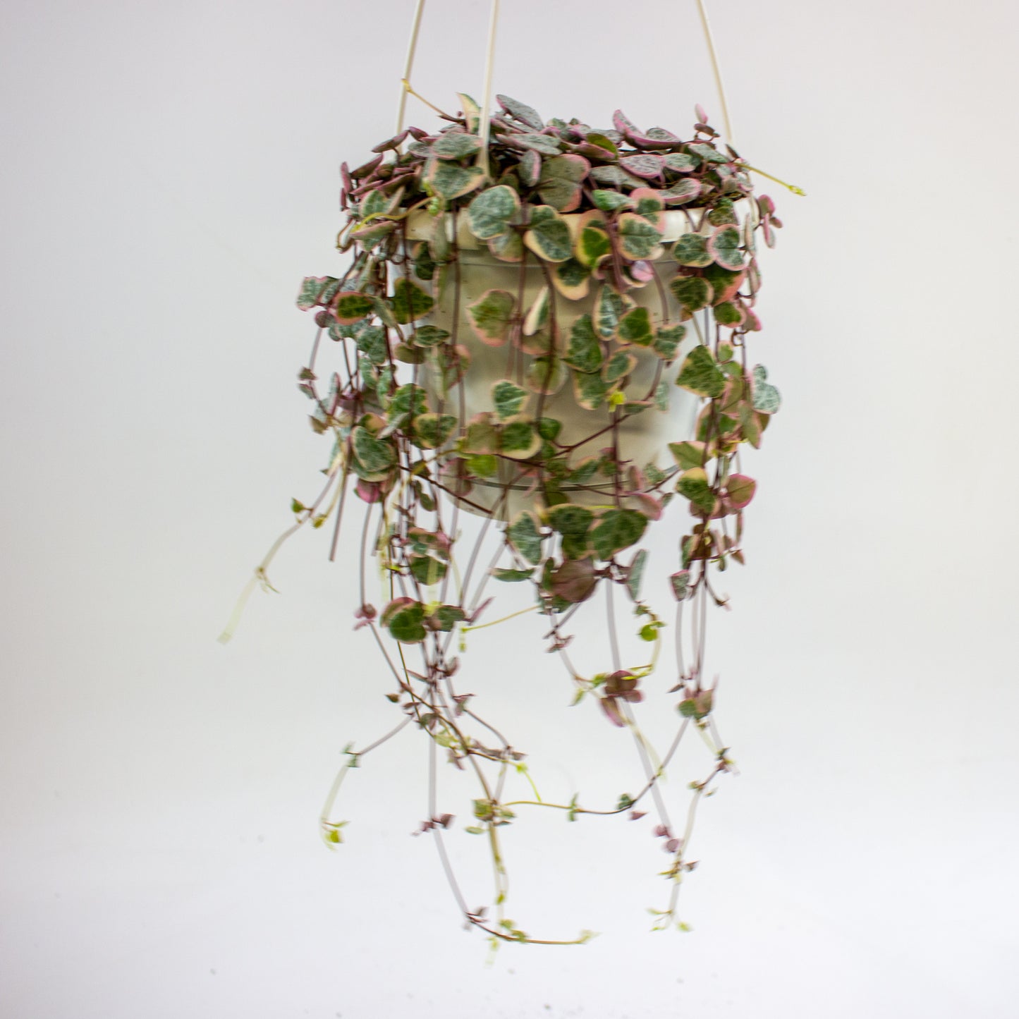 Ceropegia woodii Variegata 14cm H70cm