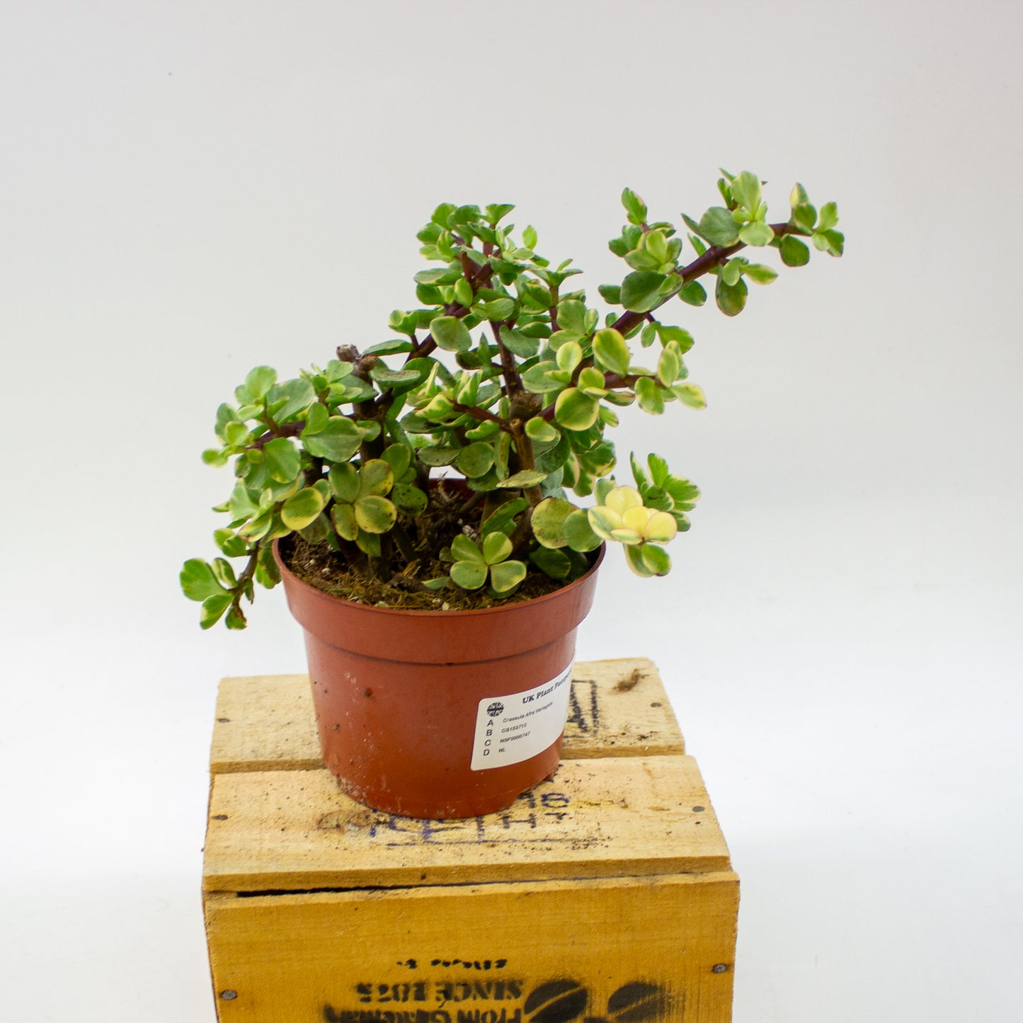 Crassula Afra Variegata 12cm H20cm