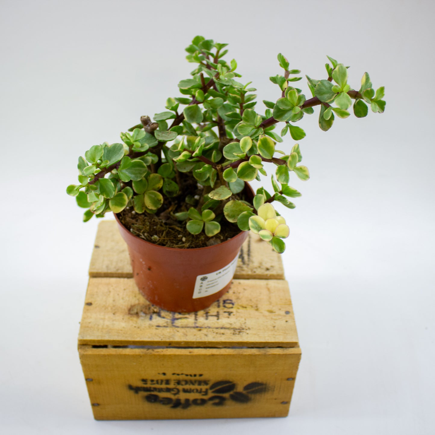 Crassula Afra Variegata 12cm H20cm