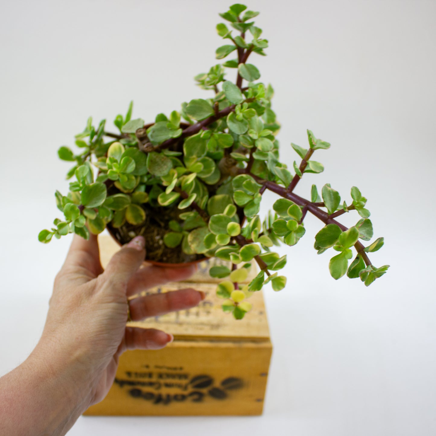 Crassula Afra Variegata 12cm H20cm