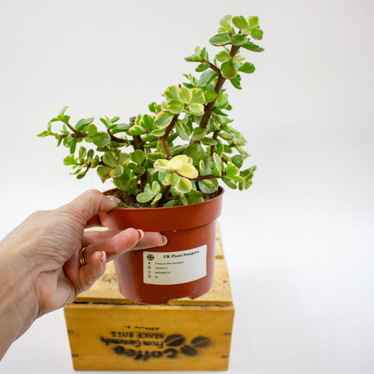 Crassula Afra Variegata 12cm H20cm