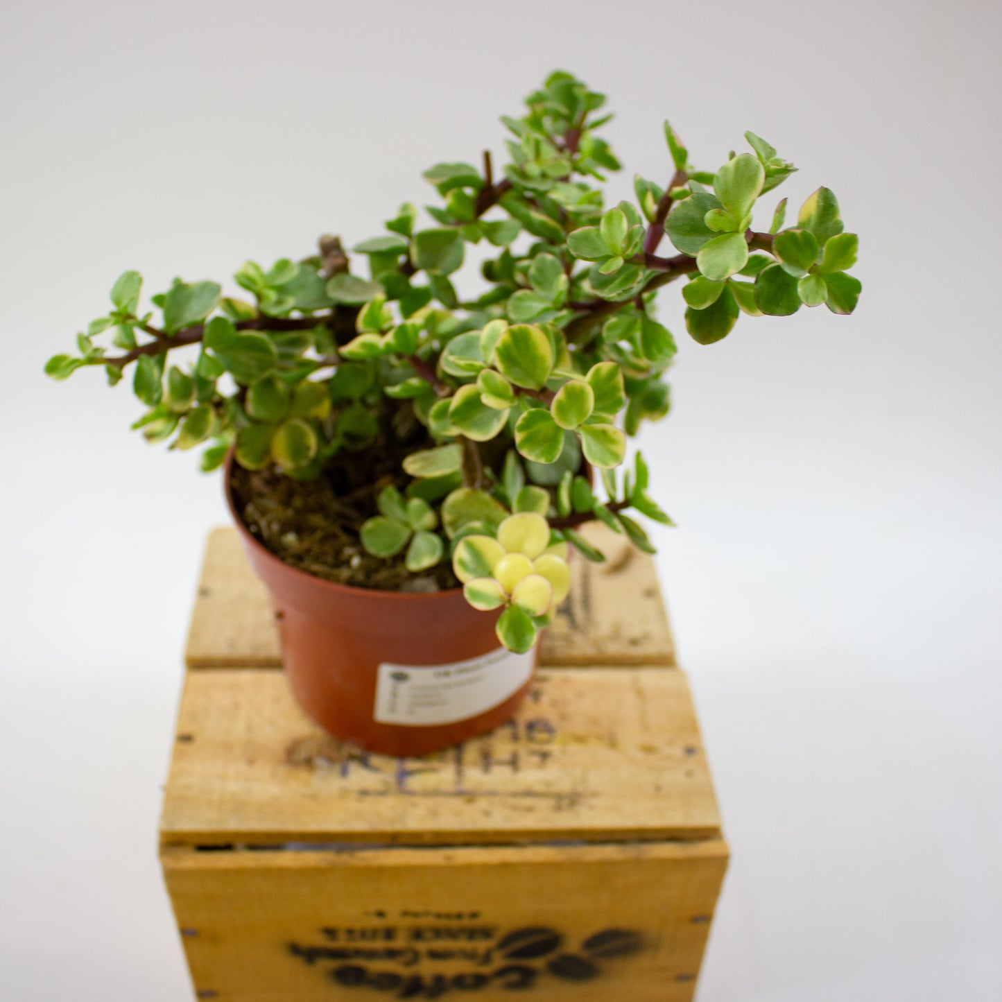 Crassula Afra Variegata 12cm H20cm