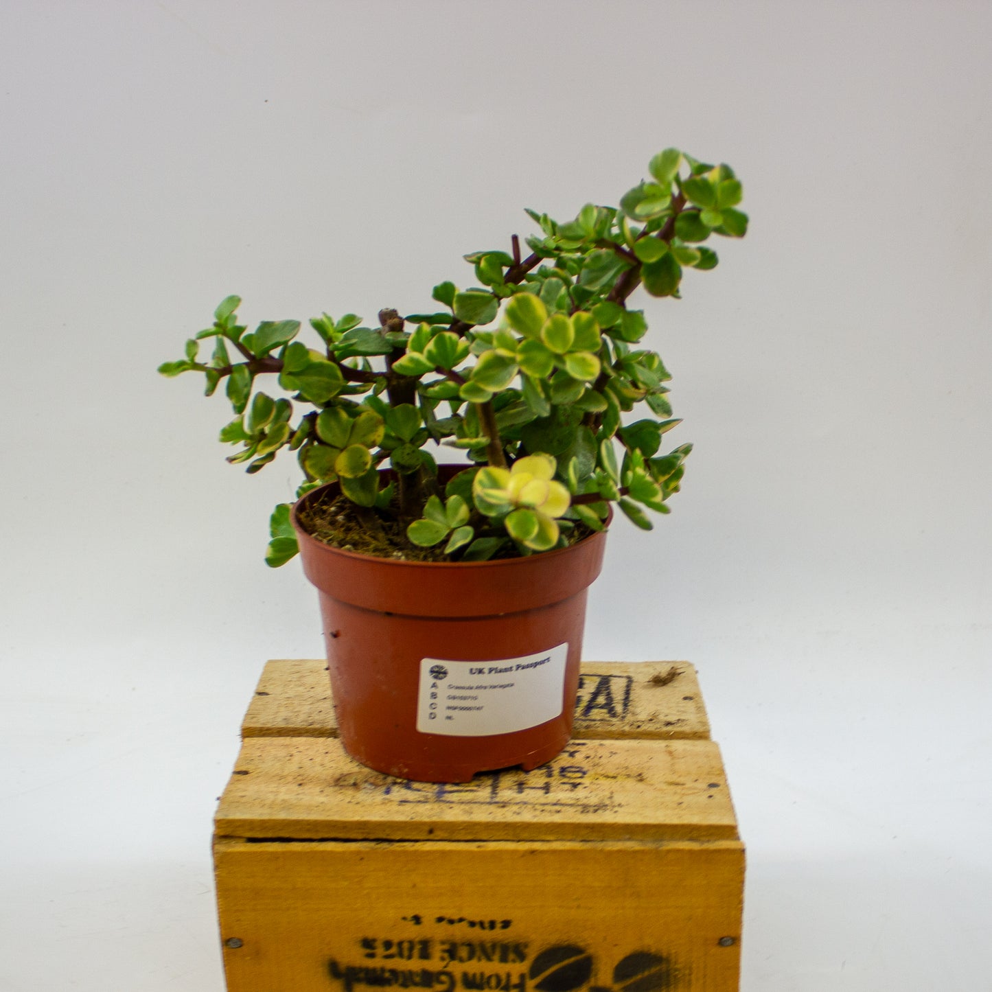 Crassula Afra Variegata 12cm H20cm