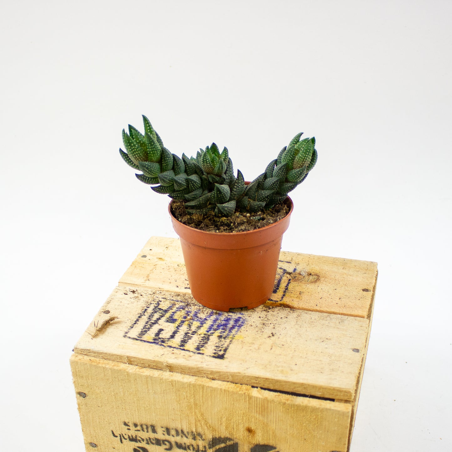 Haworthia Reinwardtii (group) 8.5cm H15cm