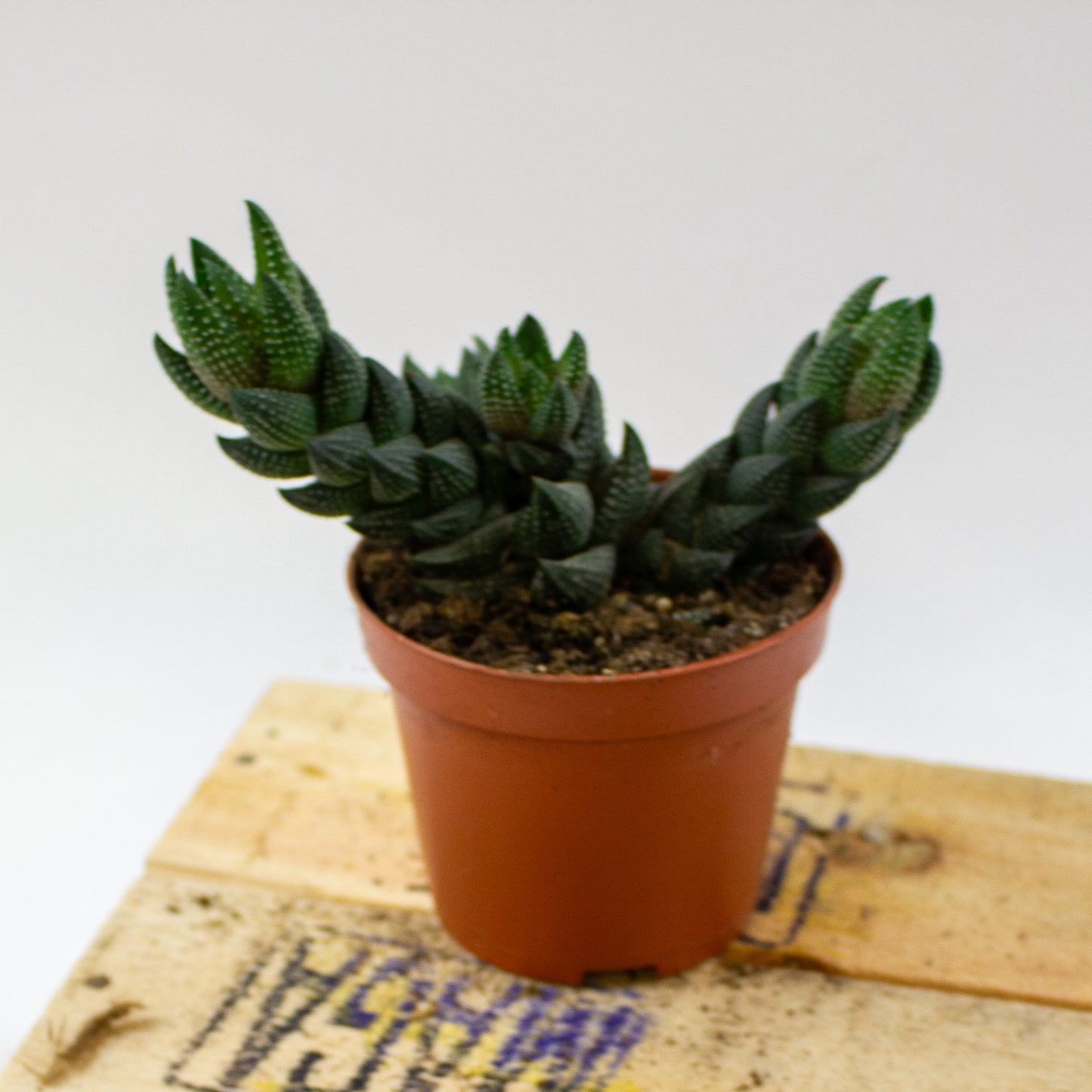 Haworthia Reinwardtii (group) 8.5cm H15cm