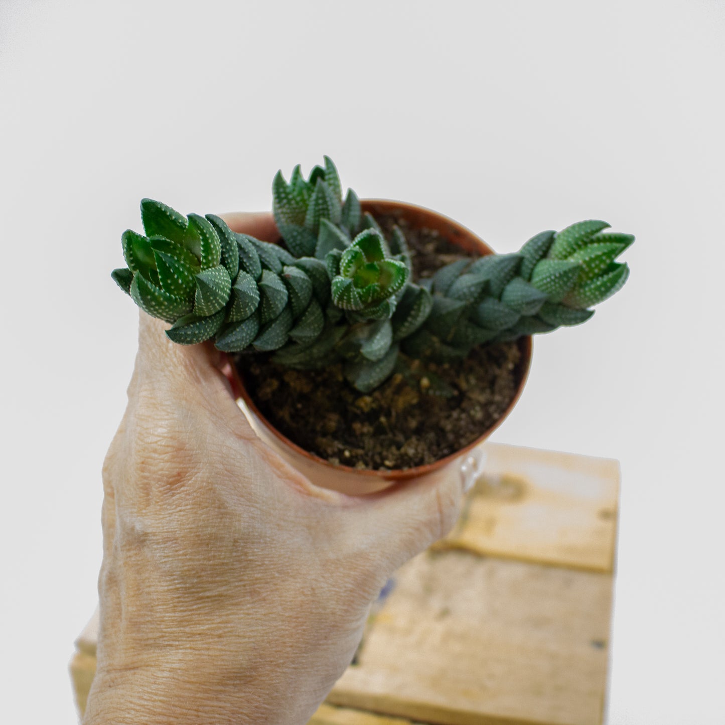 Haworthia Reinwardtii (group) 8.5cm H15cm
