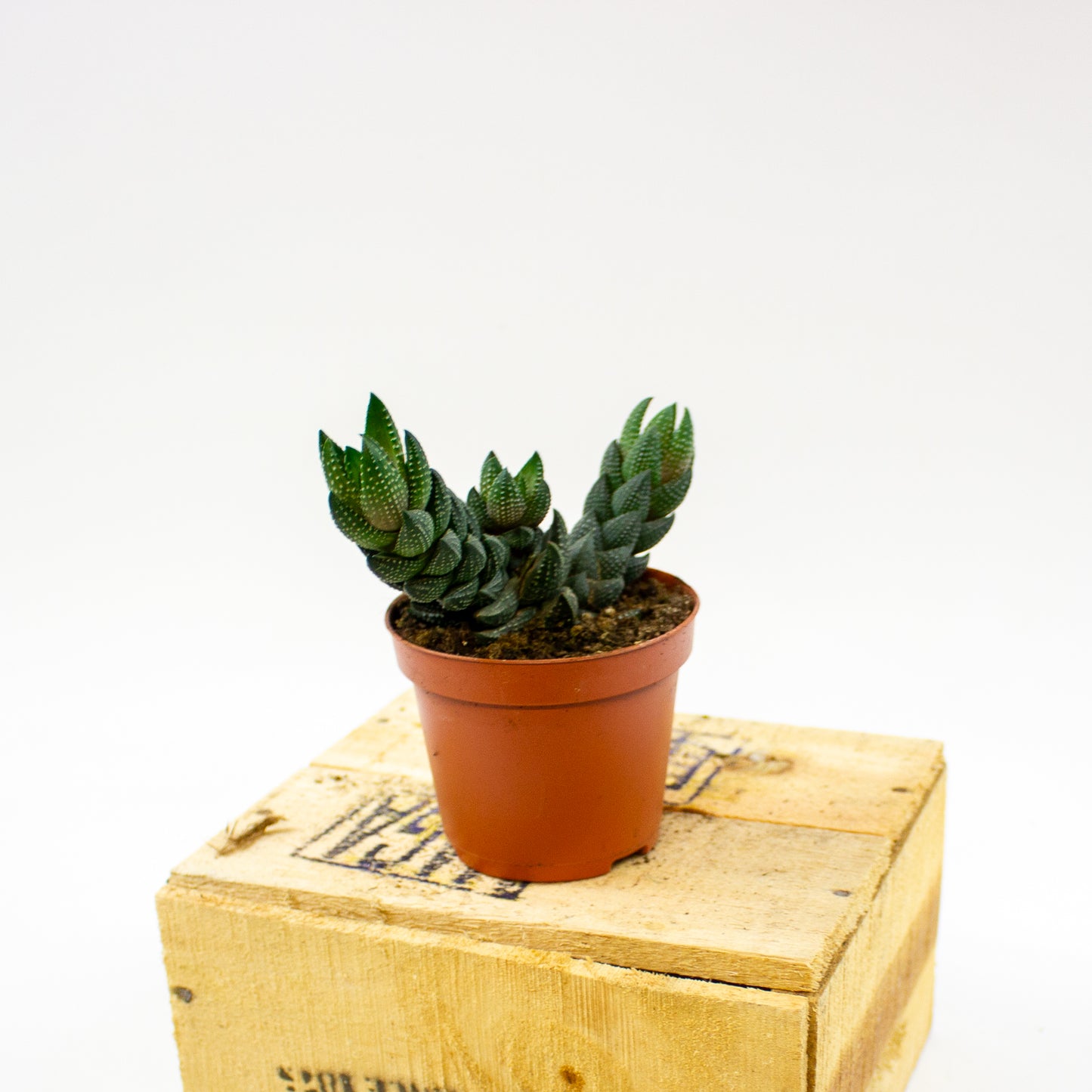 Haworthia Reinwardtii (group) 8.5cm H15cm