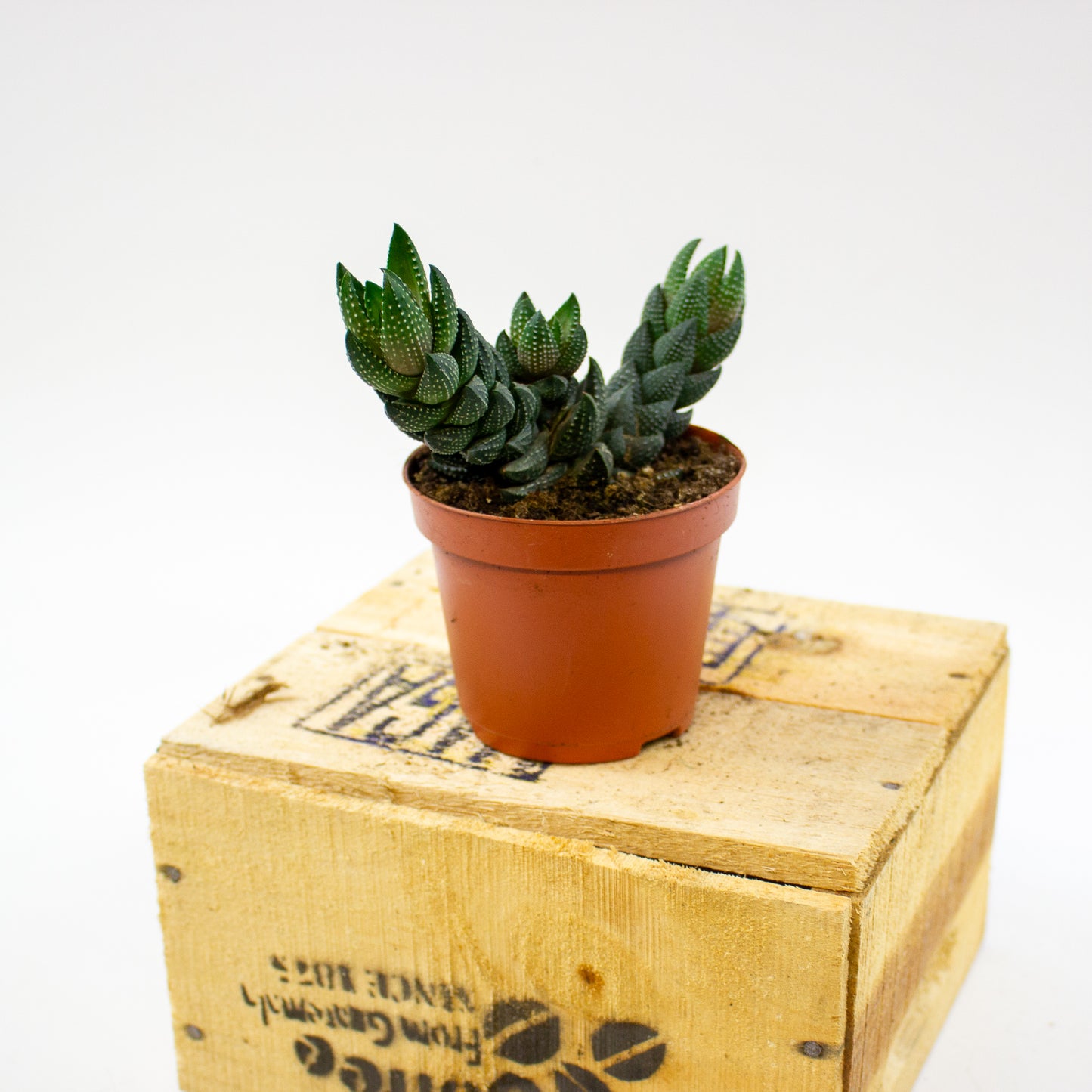 Haworthia Reinwardtii (group) 8.5cm H15cm