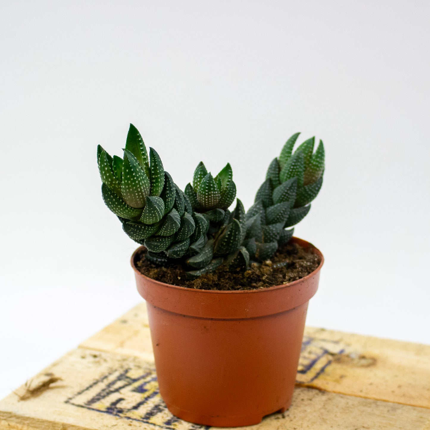 Haworthia Reinwardtii (group) 8.5cm H15cm