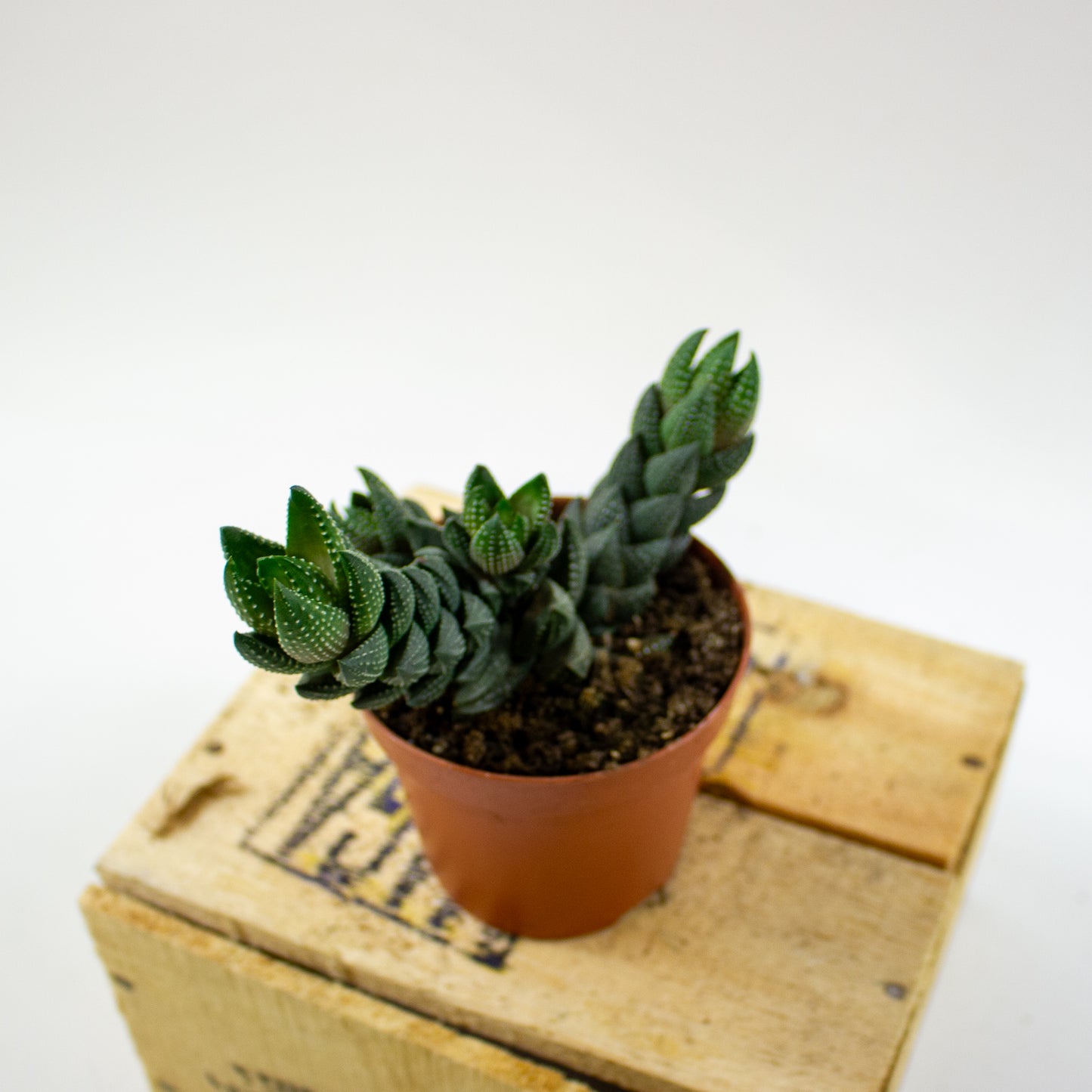Haworthia Reinwardtii (group) 8.5cm H15cm
