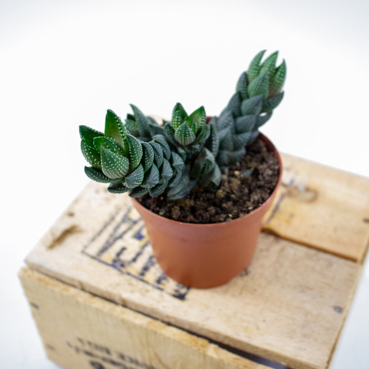Haworthia Reinwardtii (group) 8.5cm H15cm