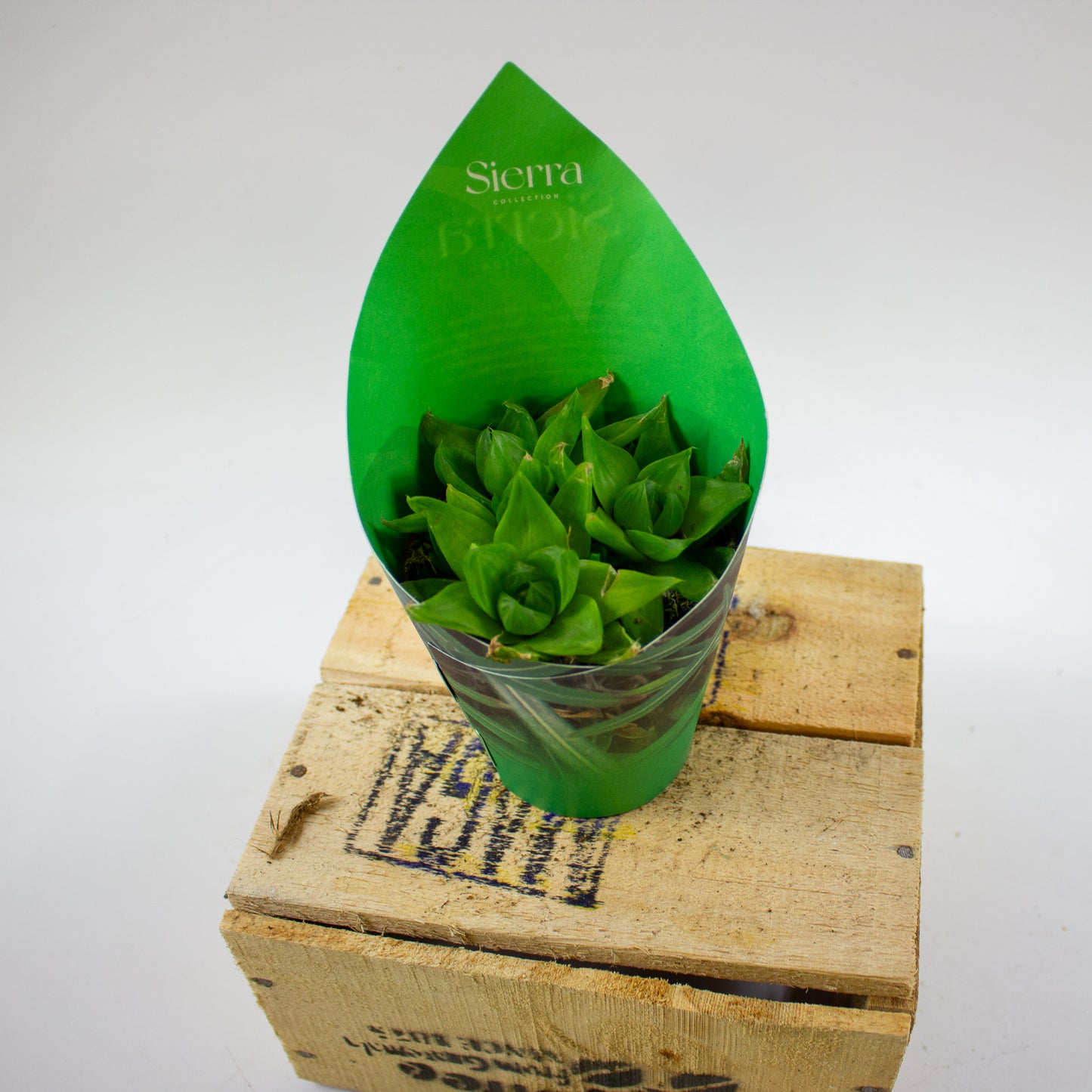 Haworthia Ssp. Variegata (Sierra) 8.5cm H12cm