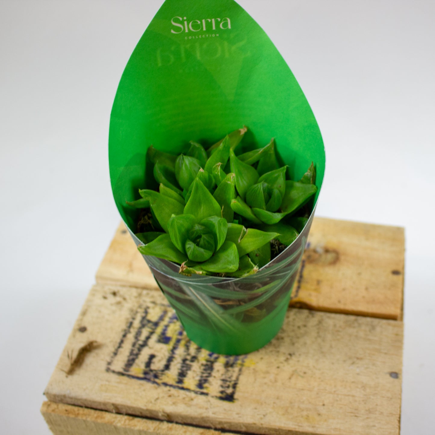 Haworthia Ssp. Variegata (Sierra) 8.5cm H12cm