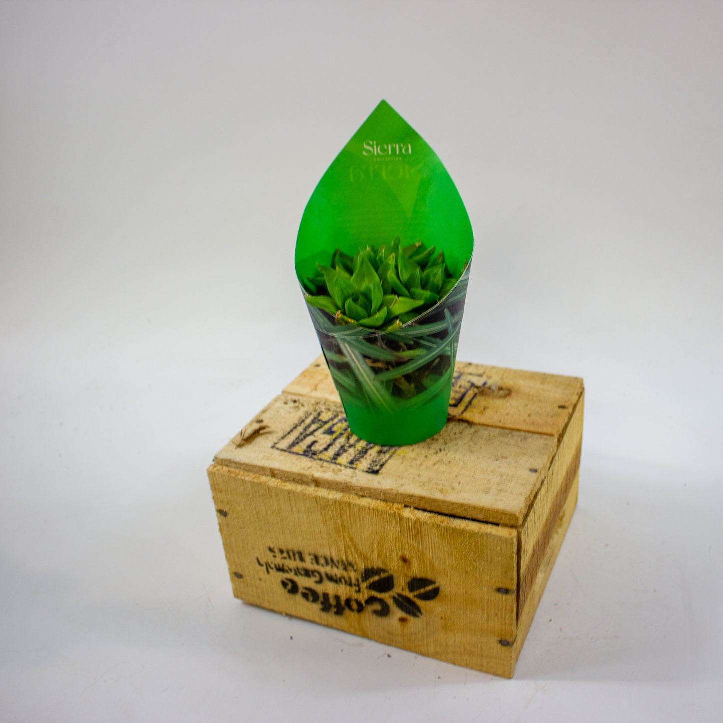 Haworthia Ssp. Variegata (Sierra) 8.5cm H12cm