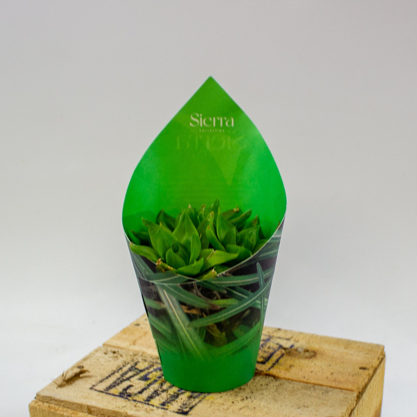 Haworthia Ssp. Variegata (Sierra) 8.5cm H12cm