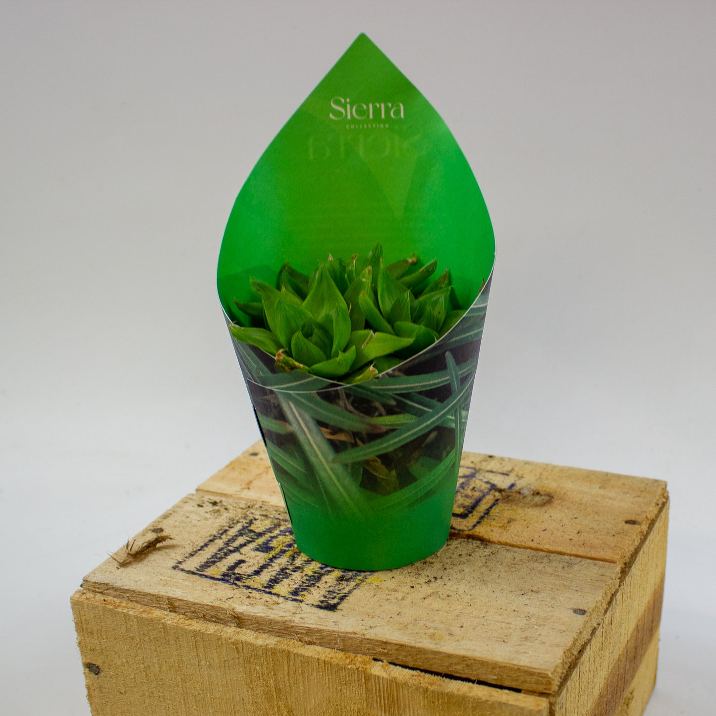 Haworthia Ssp. Variegata (Sierra) 8.5cm H12cm