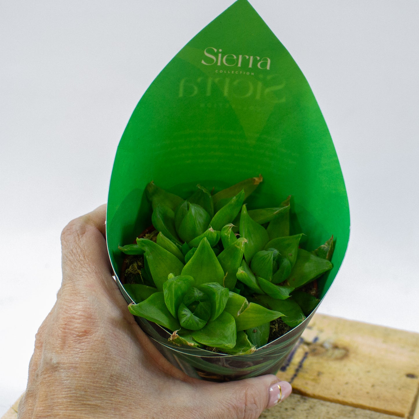 Haworthia Ssp. Variegata (Sierra) 8.5cm H12cm
