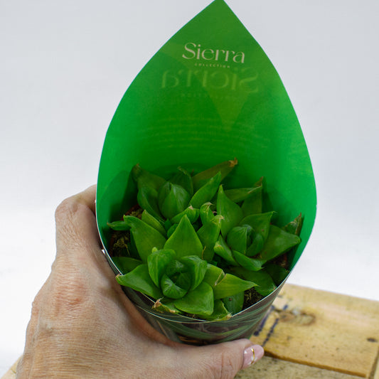 Haworthia Ssp. Variegata (Sierra) 8.5cm H12cm