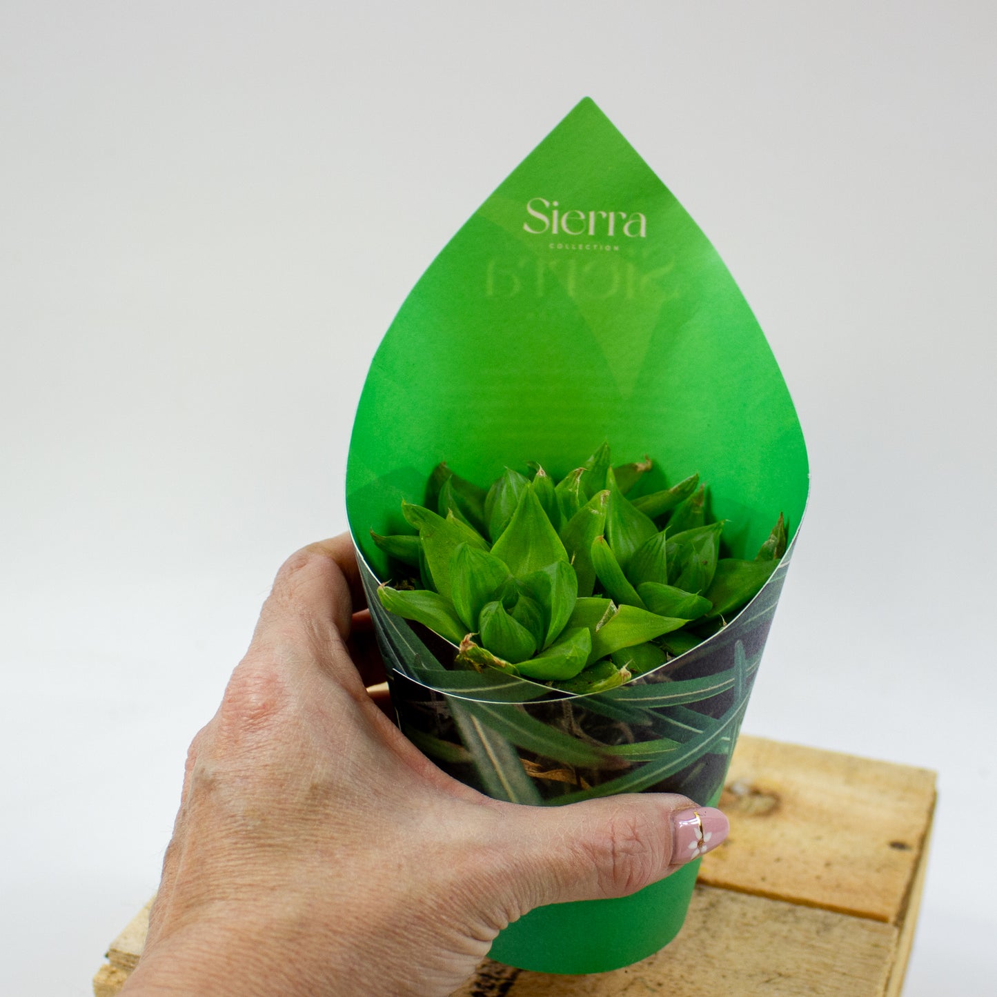 Haworthia Ssp. Variegata (Sierra) 8.5cm H12cm