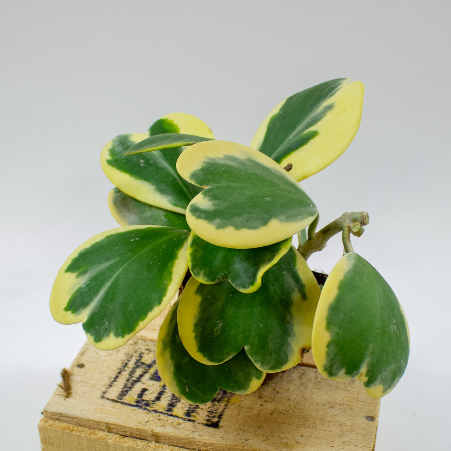 Hoya kerrii 10cm H17cm