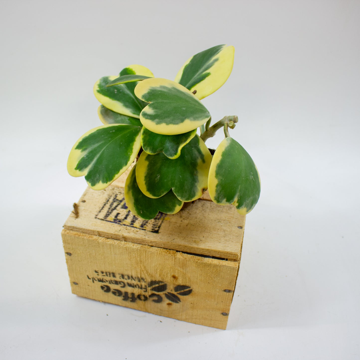 Hoya kerrii 10cm H17cm