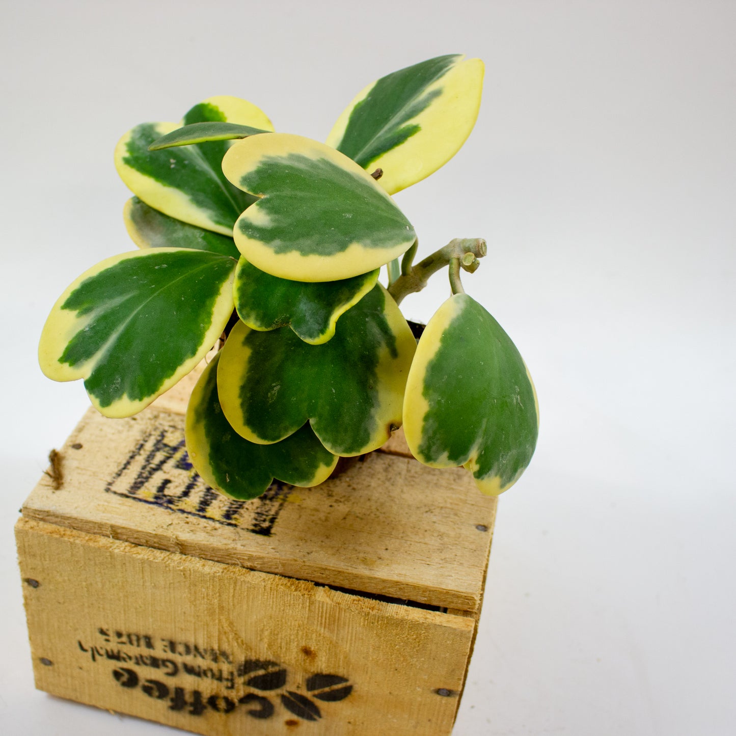 Hoya kerrii 10cm H17cm